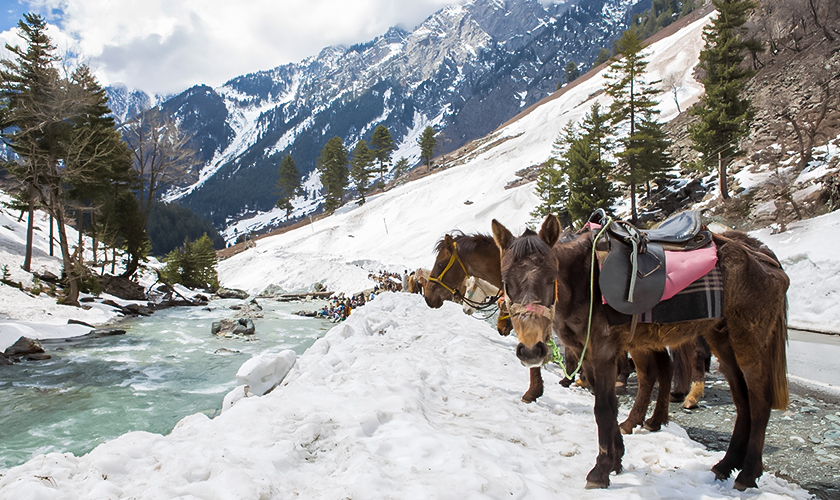 Kashmir Paradise Sojourn